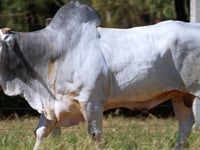 Lote 07D