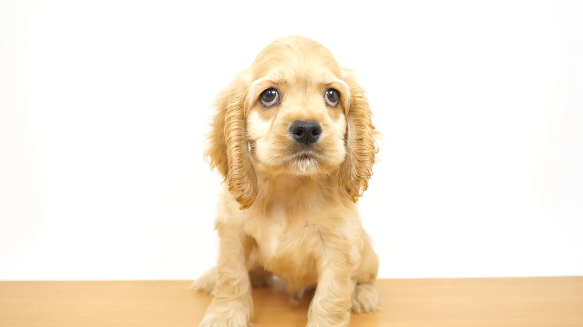 国内作家　コッカースパニエル　犬　テディベア 国内作家 コッカースパニエル 犬 テディベア （イングリッシュ