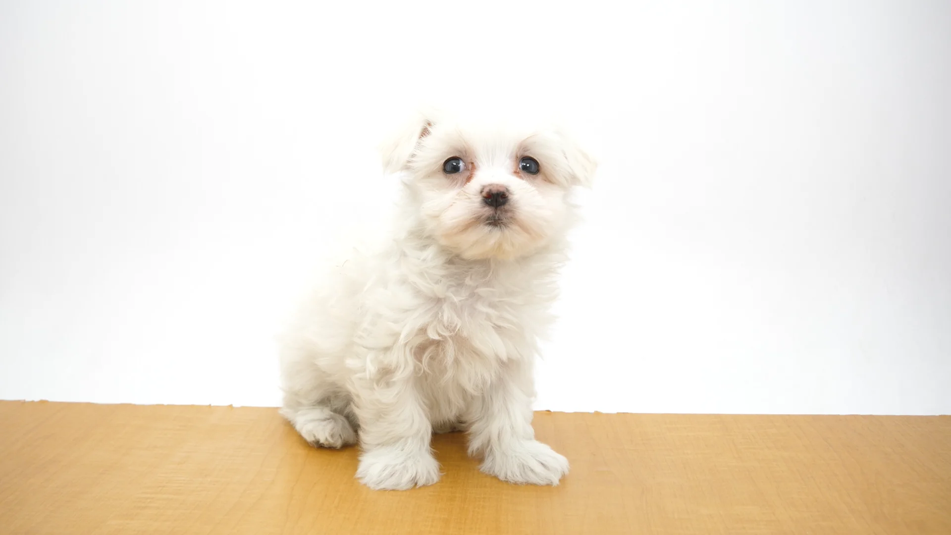 マルチーズ ホワイト 女の子 京都店 2025072480305 ｜ペット