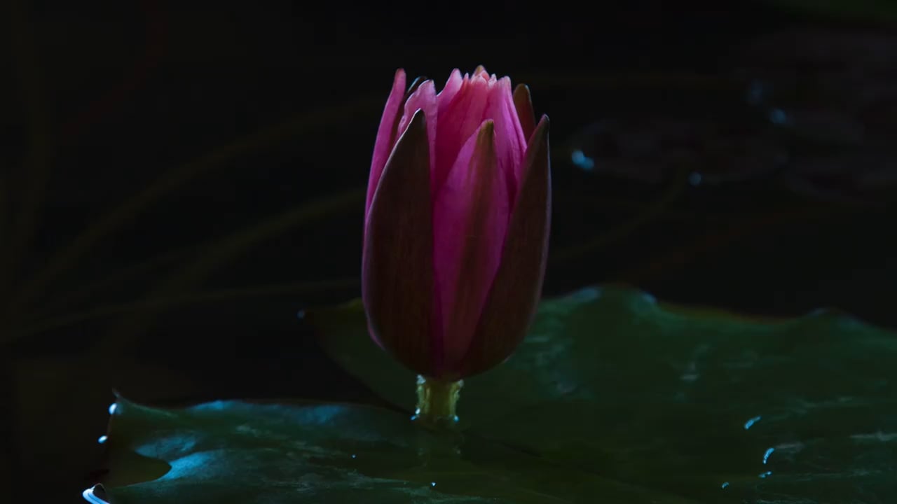 https://i.vimeocdn.com/video/2040957194-bd712f4939a54011ba3c9e33bb0675c36b43b56857d8e1171c8989d3719356f8-d