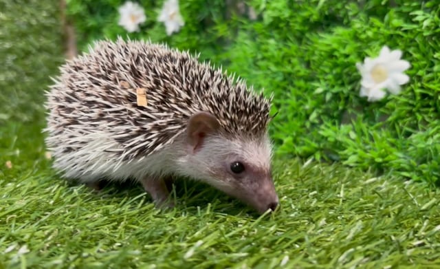 【ペコ様ご相談ページ】ハリネズミ ハリネズミの結婚、出産、子育てのストーリー📕【PECO TV