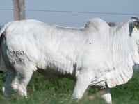 Lote R03