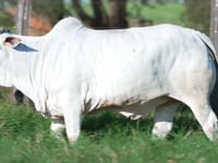 Lote R07