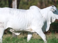 Lote R11