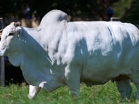 Lote R22