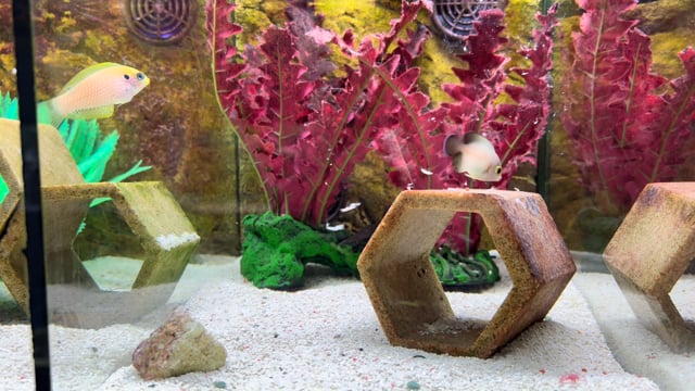 Halfblack Angelfish Tank Bred WYSIWYG 1 video