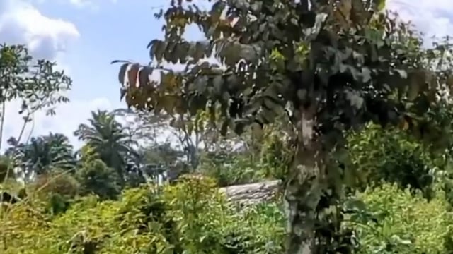 Déforestation à Mambasa