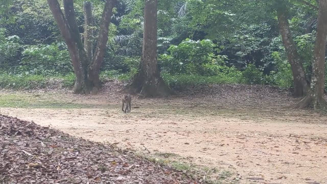 Le jardin zoologique crie