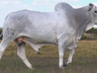 Lote 35