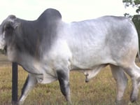 Lote 36
