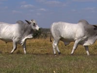 Lote 37