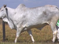 Lote 05