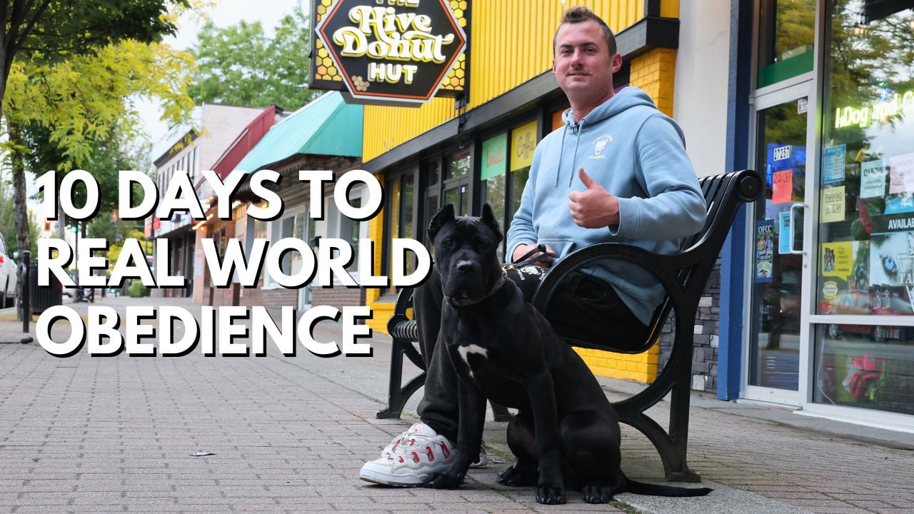 Watch: real untrained dogs transformed by Pure Canine Training