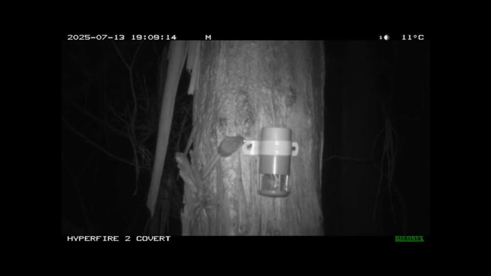 A Feathertail Glider caught on camera