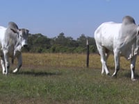 Lote 26