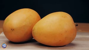 You Can Barter with MANGOES In Florida