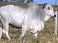 Lote 53