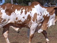 Lote 55