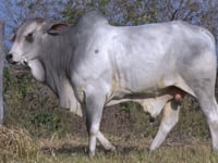 Lote 20