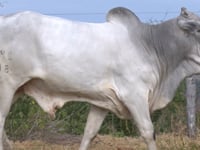 Lote 28