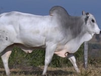 Lote 30