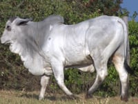 Lote 31