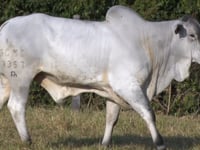 Lote 33