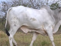 Lote 22