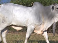 Lote 39