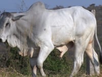 Lote 40
