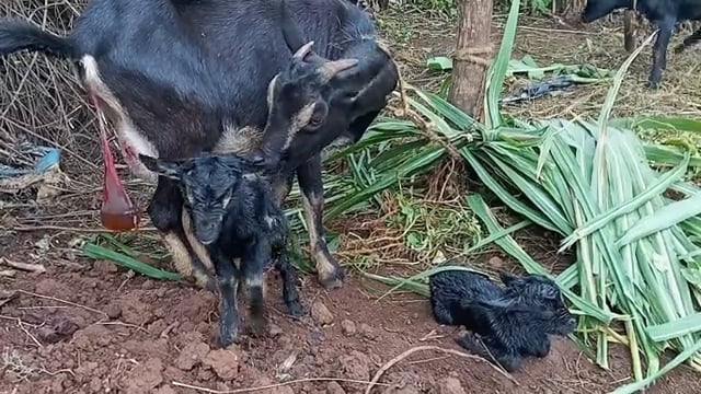 Ils n’existent presque plus !