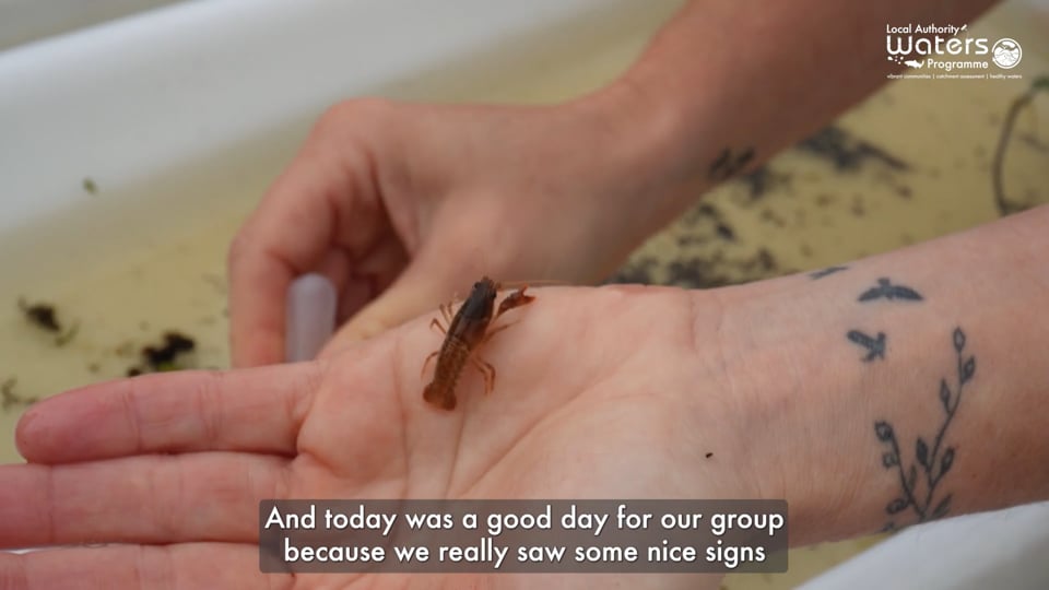 Hand looking at water bug