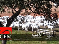Gestão CFM