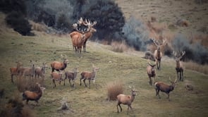 Hunting red stag in New Zealand’s South Island Video Thumbnail