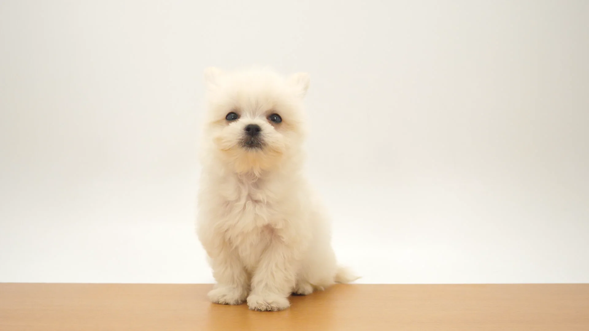 犬も歩けばわしも歩く様★専用になります★プラチナダブル糖質０＋のどごしZERO キリン のどごし ZERO｜ビール・発泡酒・新ジャンル（発泡酒②