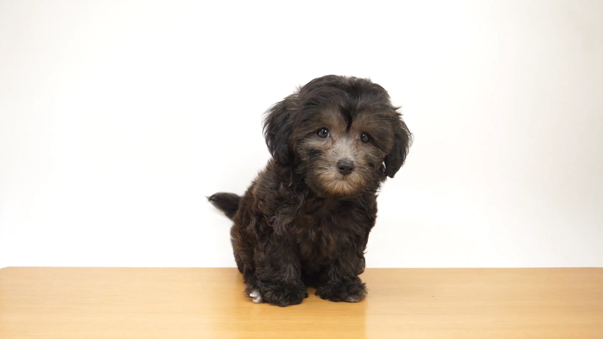 東京ファンミPR猟犬2枚 61N4IdgGtVL._UF894,1000_QL80_.jpg