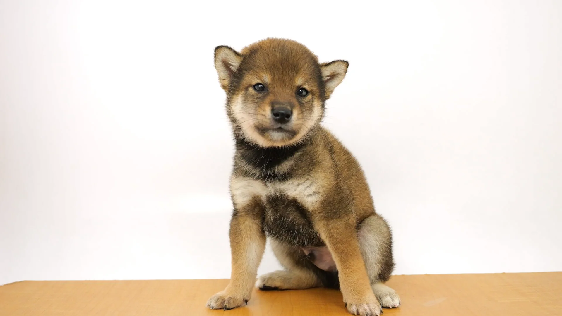 柴犬 胡麻 男の子 アリオ亀有店 2025072940601 ｜ペットショップ