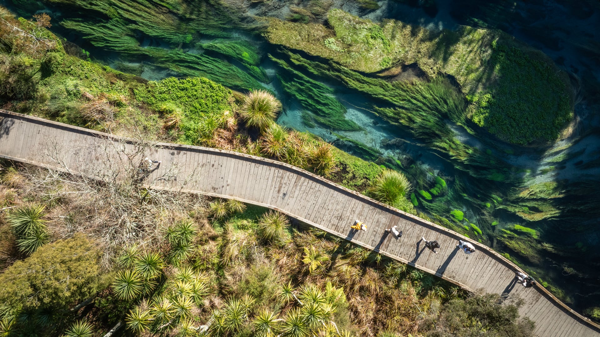 Te Waihou Walkway / Blue Spring