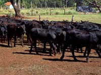Lote 56