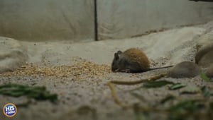 He Had A MOUSE In His Car?