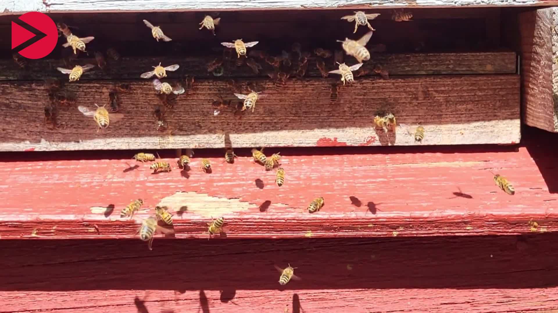 Video Vorschaubild A Beehive of Activity