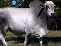 Lote 06