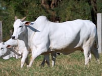 Lote E07