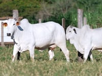 Lote E15