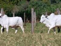 Lote E19