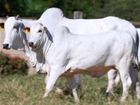 Lote E23