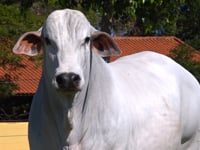 Lote 03