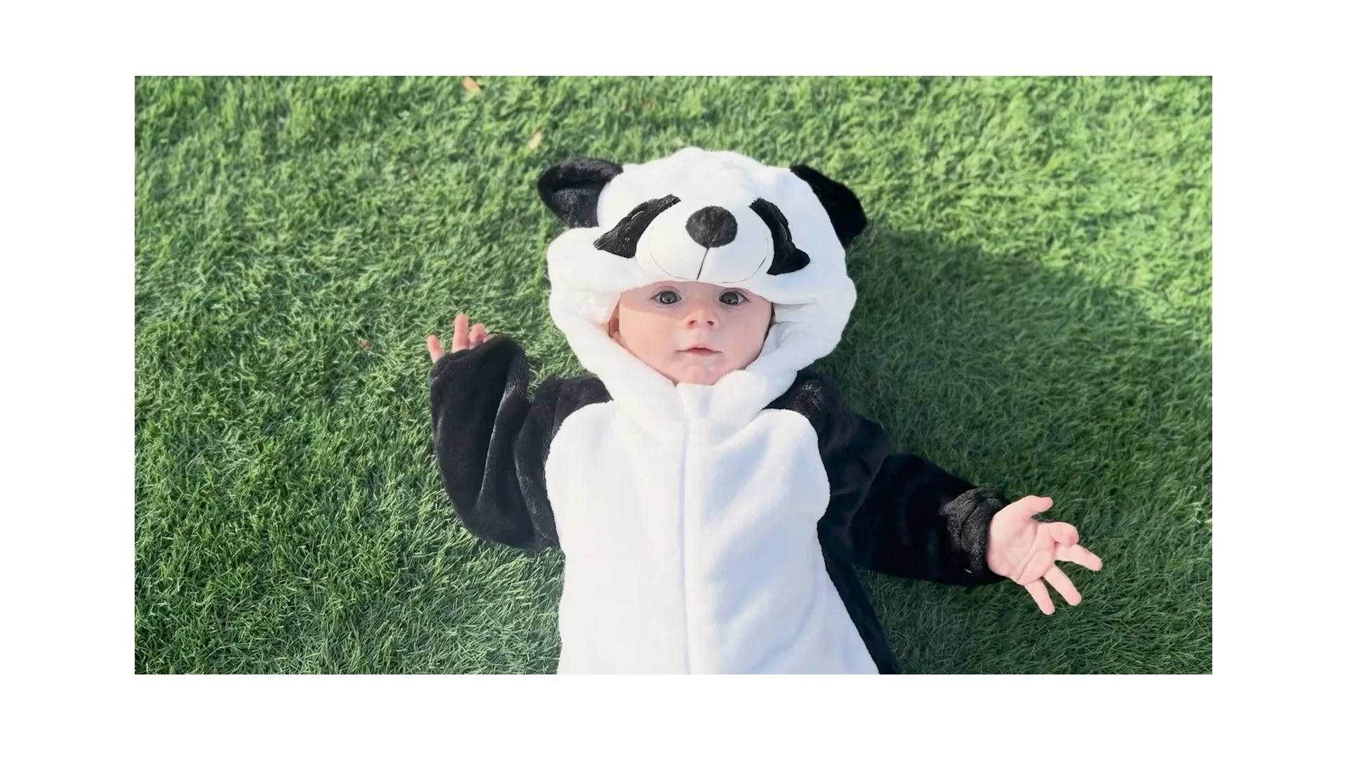 Giant Pandas | San Diego Zoo