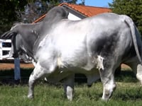 Lote 17