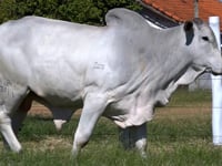 Lote 20